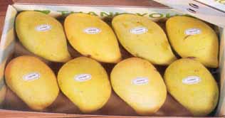 First mango shipment off to Doha